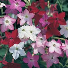 Image result for Nicotiana x sanderae `Perfume`F1