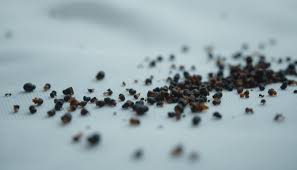 Image result for insect poop