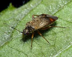 Attēlu rezultāti vaicājumam “Psallus sp.”