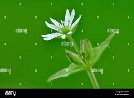 Attēlu rezultāti vaicājumam “Myosoton aquaticum”