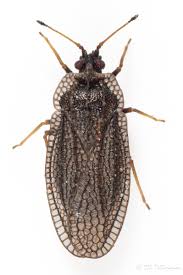 Attēlu rezultāti vaicājumam “Acalypta carinata”