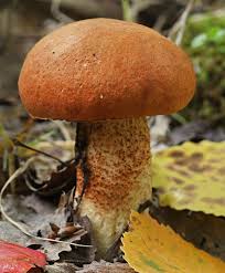 Attēlu rezultāti vaicājumam “Leccinum aurantiacum”