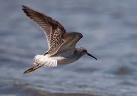 Image result for Calidris himantopus
