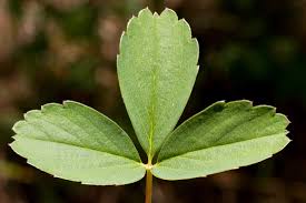 Attēlu rezultāti vaicājumam “Fragaria vesca leaf”