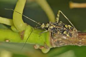 Attēlu rezultāti vaicājumam “Phytocoris tiliae”