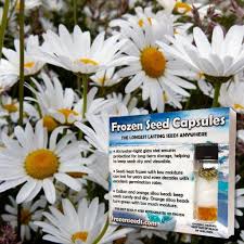 Image result for Chrysanthemum leucanthemum