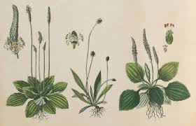 Attēlu rezultāti vaicājumam “Plantago lanceolata leaf”