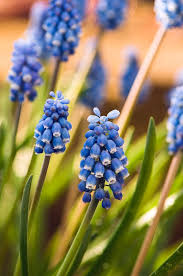 Attēlu rezultāti vaicājumam “Muscari armeniacum”