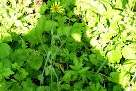 Attēlu rezultāti vaicājumam “Tragopogon heterospermus”