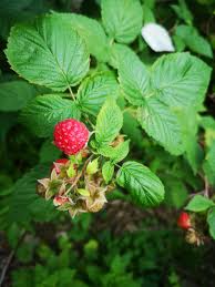 Attēlu rezultāti vaicājumam “Rubus idaeus”