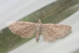 Attēlu rezultāti vaicājumam “Eupithecia satyrata”