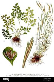 Attēlu rezultāti vaicājumam “Asplenium ruta-muraria”