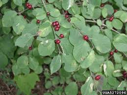 Attēlu rezultāti vaicājumam “Lonicera xylosteum fruit”
