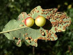 Attēlu rezultāti vaicājumam “Cynips quercusfolii”