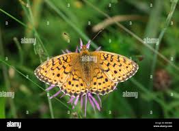 Attēlu rezultāti vaicājumam “Brenthis ino”