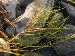 Attēlu rezultāti vaicājumam “Stuckenia pectinata”