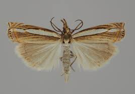 Attēlu rezultāti vaicājumam “Crambus silvella”