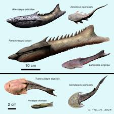 Attēlu rezultāti vaicājumam “Tetratoma ancora”