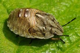 Attēlu rezultāti vaicājumam “Eurygaster testudinaria nymph”