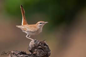 Image result for Cercotrichas galactotes