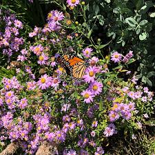 Attēlu rezultāti vaicājumam “Symphyotrichum novae-angliae flower”