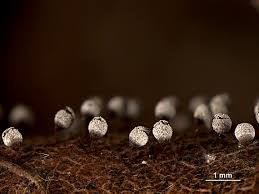 Attēlu rezultāti vaicājumam “Craterium leucocephalum macro”