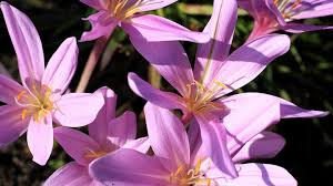 Image result for Herbstzeitlose