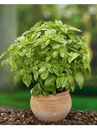 Image result for Basilikum