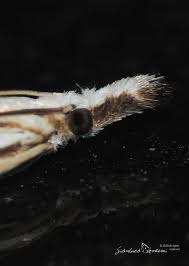 Attēlu rezultāti vaicājumam “Catoptria fulgidella”