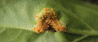 Attēlu rezultāti vaicājumam “Puccinia coronata”