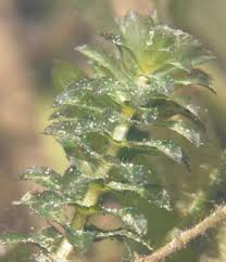 Attēlu rezultāti vaicājumam “Hydrilla verticillata leaf”