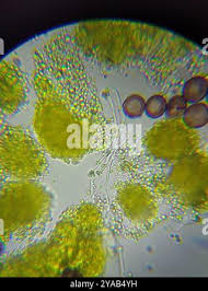 Attēlu rezultāti vaicājumam “Physarum viride”