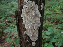 Attēlu rezultāti vaicājumam “Schizopora paradoxa”