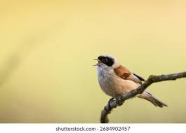 Image result for Remiz pendulinus