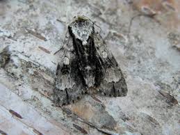 Attēlu rezultāti vaicājumam “Acronicta alni”