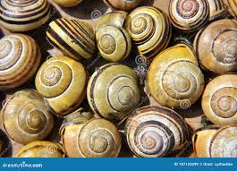 Attēlu rezultāti vaicājumam “Cepaea nemoralis”