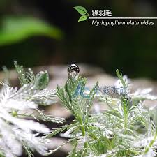 「綠羽毛」的圖片搜尋結果