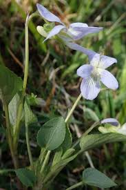 Attēlu rezultāti vaicājumam “Viola canina leaf”