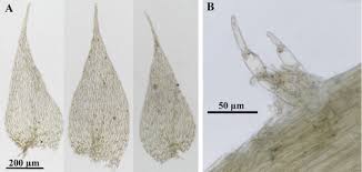 Attēlu rezultāti vaicājumam “Plagiothecium nemorale”