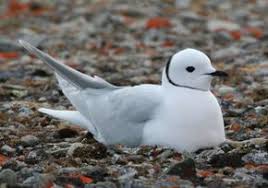 Image result for Rhodostethia rosea