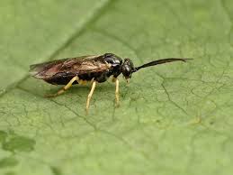 Attēlu rezultāti vaicājumam “Pristiphora maesta larva”