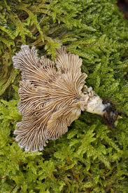 Attēlu rezultāti vaicājumam “Symphytocarpus flaccidus young”