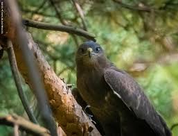 Attēlu rezultāti vaicājumam “Buteo buteo”
