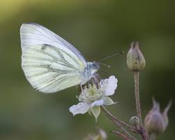 Attēlu rezultāti vaicājumam “Pieris napi female”