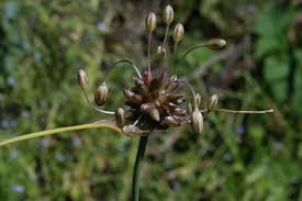 Attēlu rezultāti vaicājumam “Allium oleraceum bud”