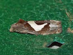 Attēlu rezultāti vaicājumam “Epiblema foenella”