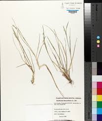 Attēlu rezultāti vaicājumam “Danthonia decumbens”