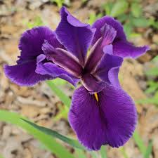Attēlu rezultāti vaicājumam “Iris rosenbachiana”