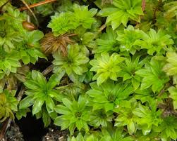 Attēlu rezultāti vaicājumam “Rhodobryum roseum”