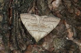 Attēlu rezultāti vaicājumam “Herminia tarsicrinalis”